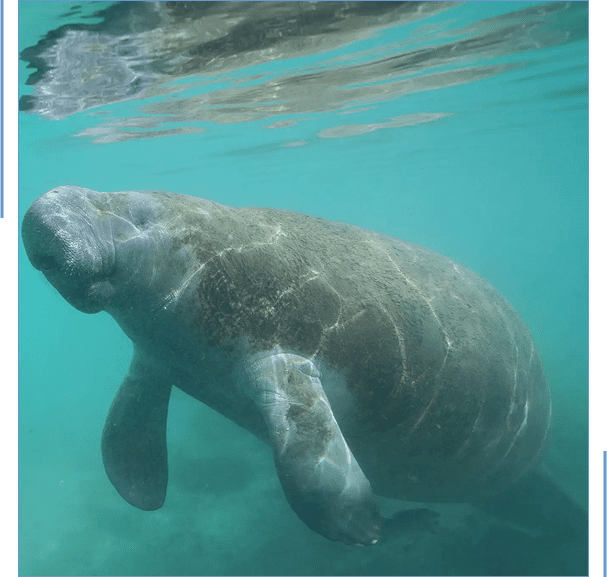 A manatee swimming underwater in clear blue water.